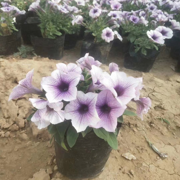 保质保量 垂吊牵牛价格 青州垂吊牵牛基地