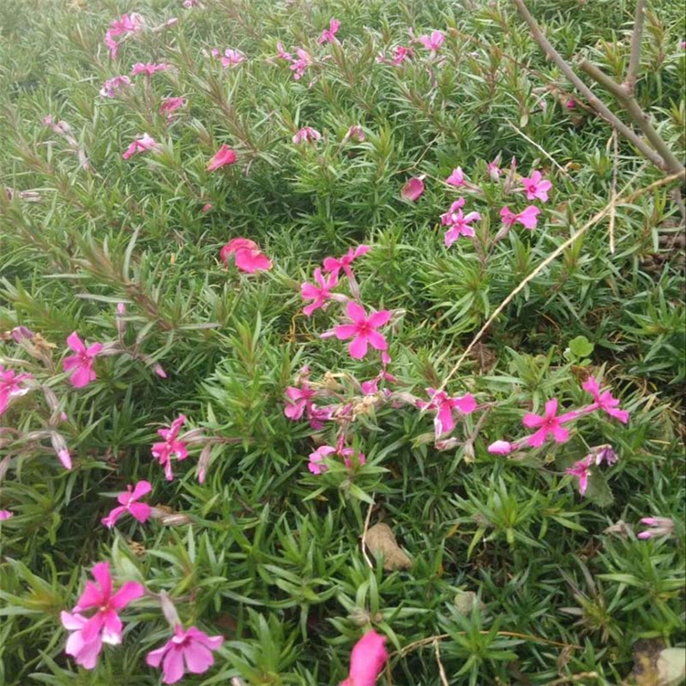 丛生福禄考 芝樱批发 芝樱种植基地