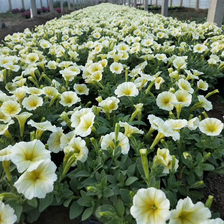 质优价廉 垂吊牵牛种植基地 山东垂吊牵牛基地