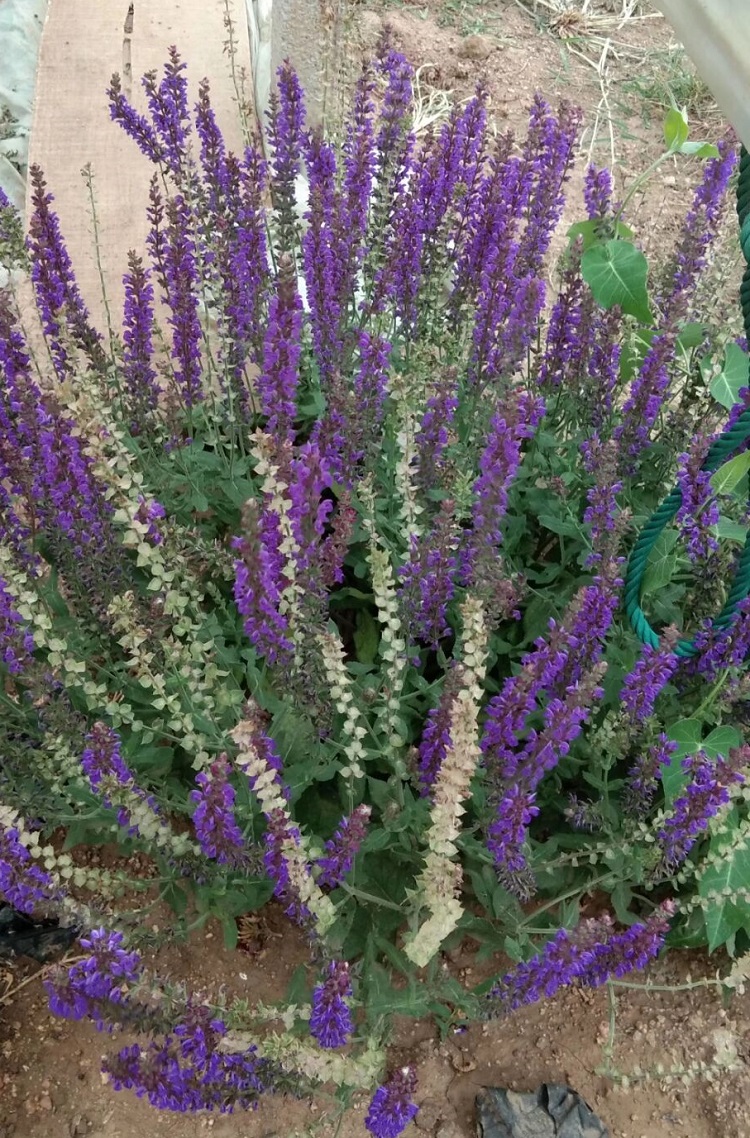 蓝花鼠尾草 鼠尾草小苗 山东鼠尾草批发商 批量销售