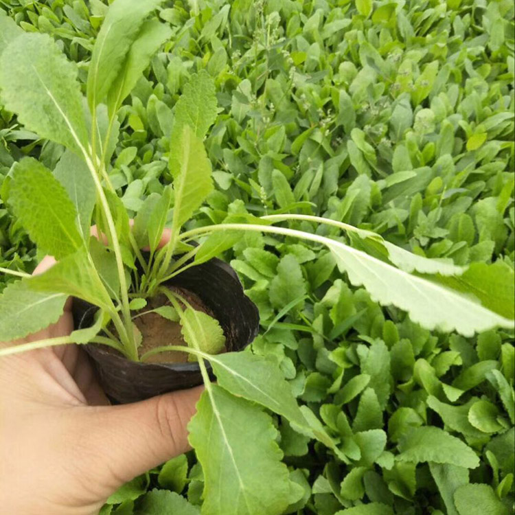 鼠尾草 鼠尾草小苗 鼠尾草种植基地 森瑜花卉出售