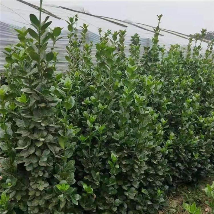 苗圃直供北海道黄杨 北海道黄杨批售 量大优惠