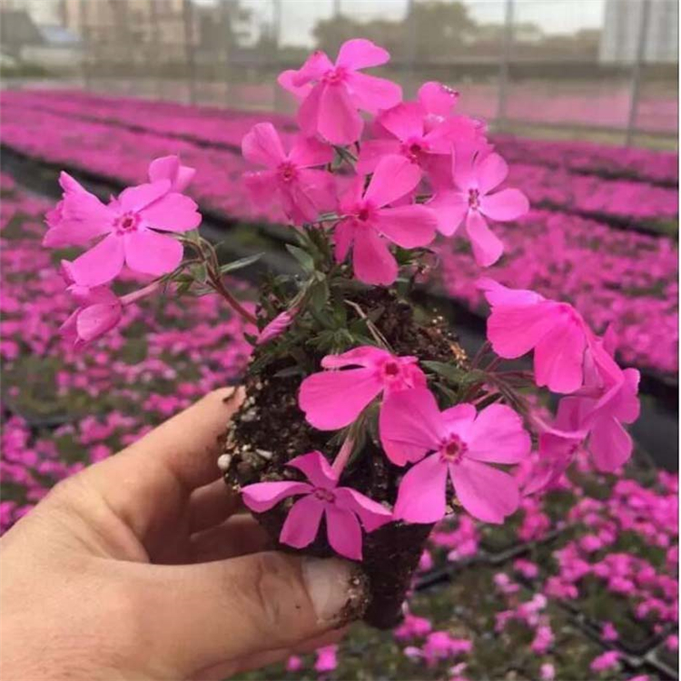 丛生福禄考 芝樱价格 芝樱供货商