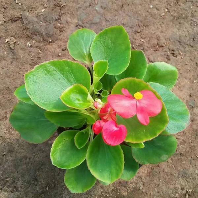 租摆用四季海棠 四季海棠 基地种植四季海棠 量大优惠
