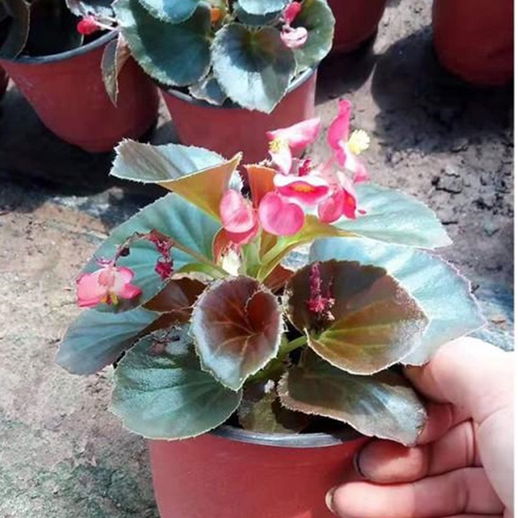 盆栽四季海棠 种植四季海棠基地 基地种植四季海棠 四季海棠盆栽批发商