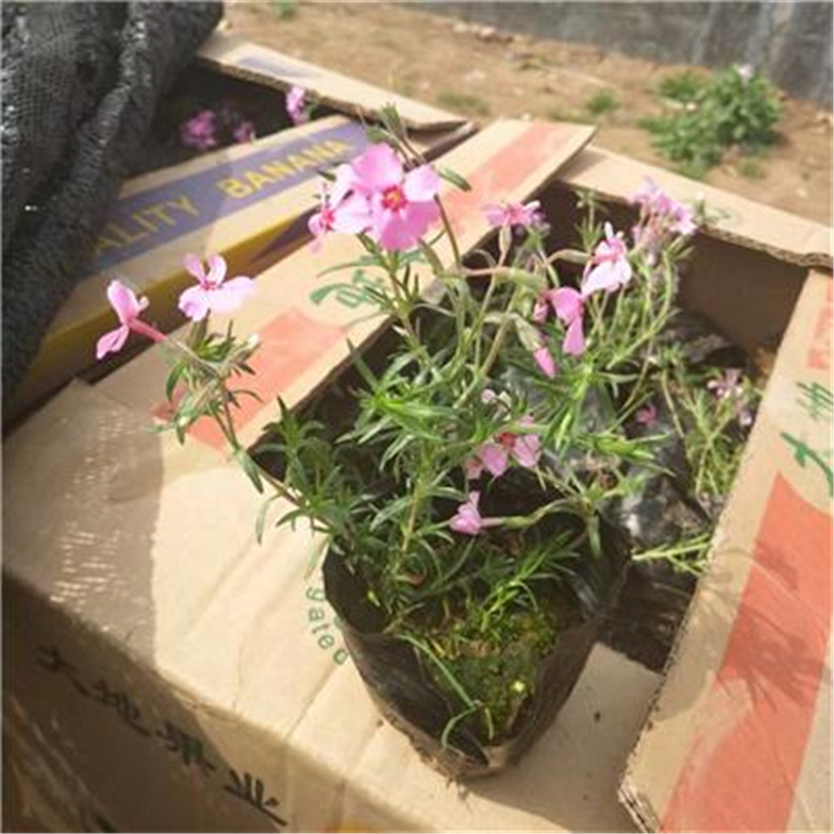 河北芝樱批发商 芝樱基地 量大优惠 基地种植批发