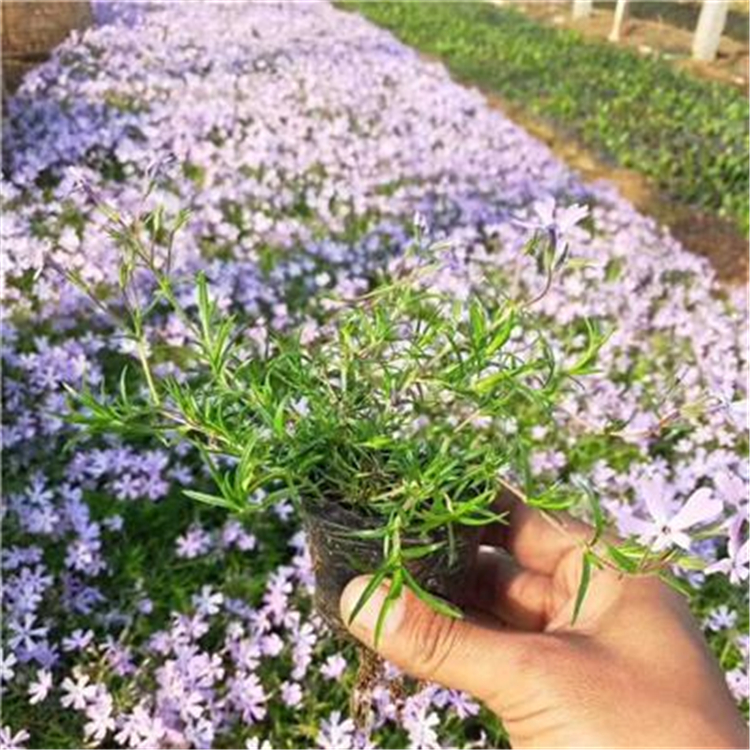 青州芝樱 芝樱 顺景源 芝樱种苗出售