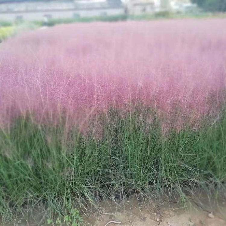 观花粉黛乱子草 粉黛乱子草报价 基地直供粉黛乱子草
