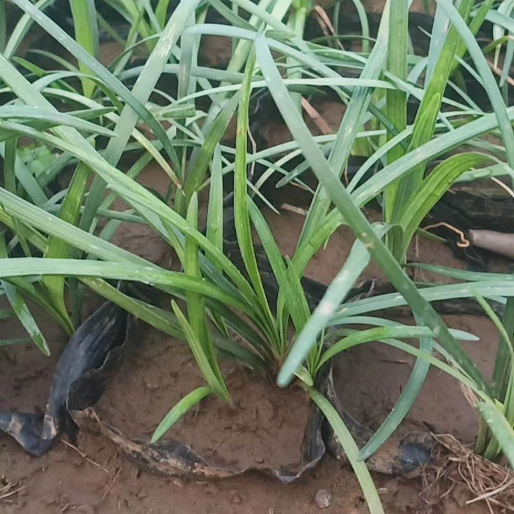 优良多芽麦冬 麦冬绿化苗 麦冬种植基地