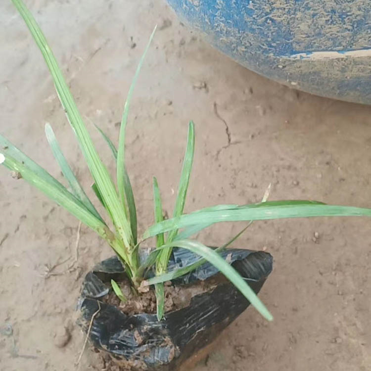 大量供应 麦冬苗 麦冬培育基地
