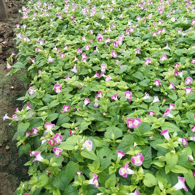 夏堇种植基地 长势好 盆栽草花夏堇