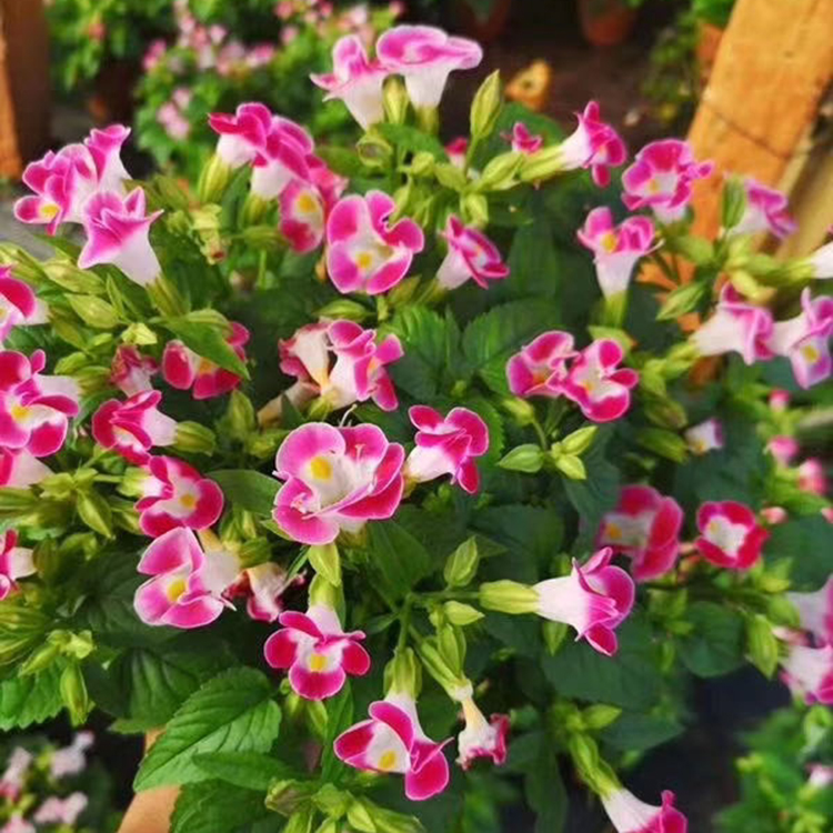 庭院绿植夏堇 夏堇花海小苗 夏堇价格