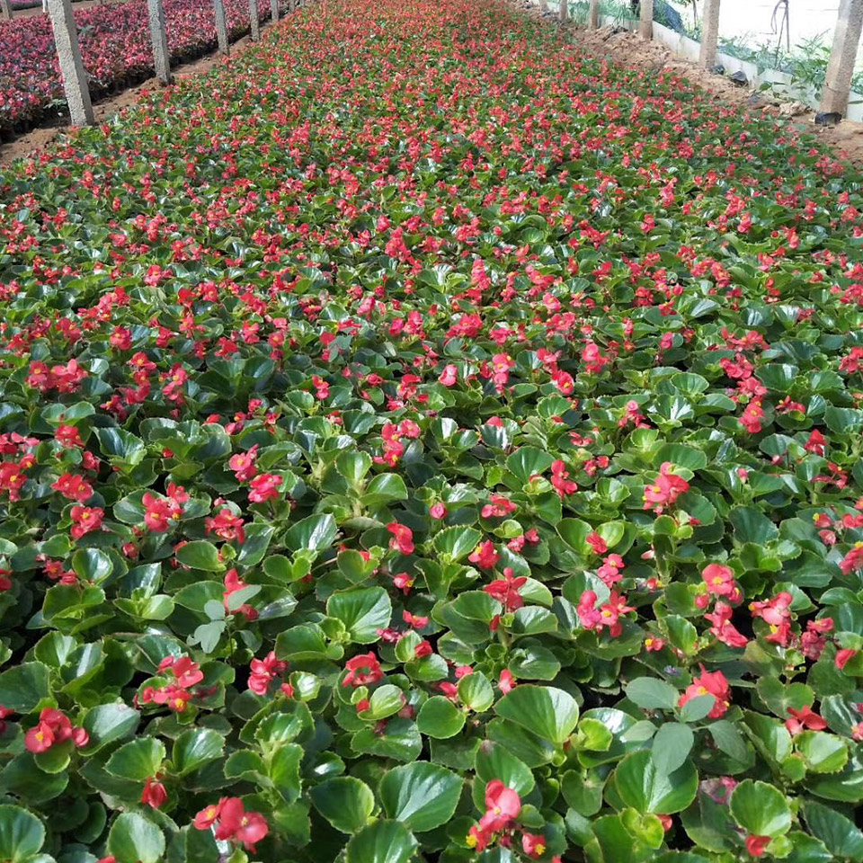 亦扬花卉 公园租摆盆栽 四季秋海棠 基地出售