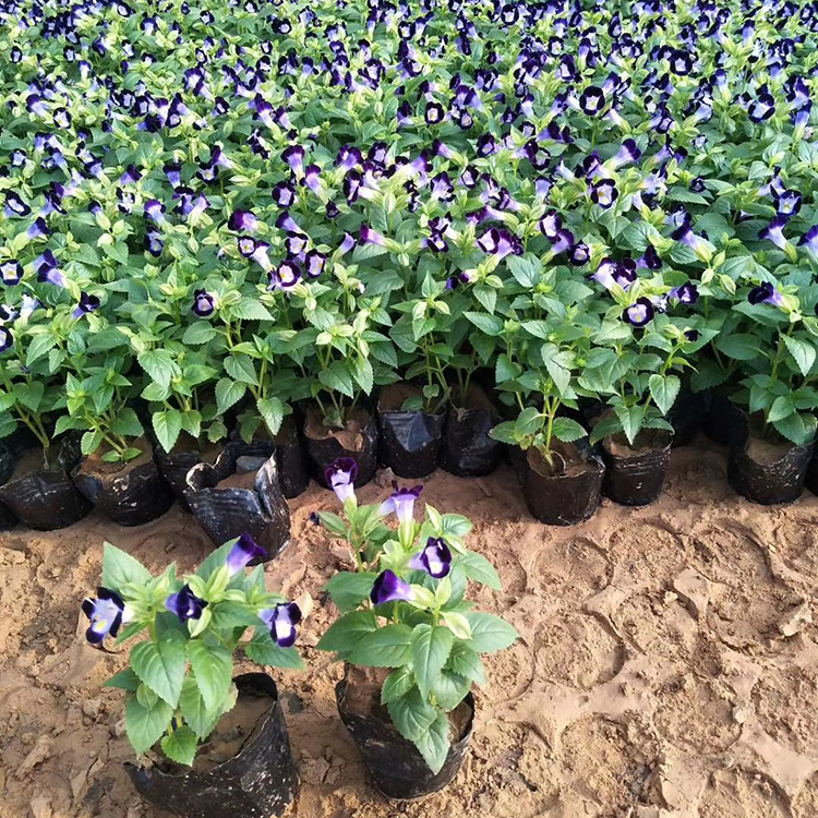 庭院绿植夏堇 基地直售 夏堇订购