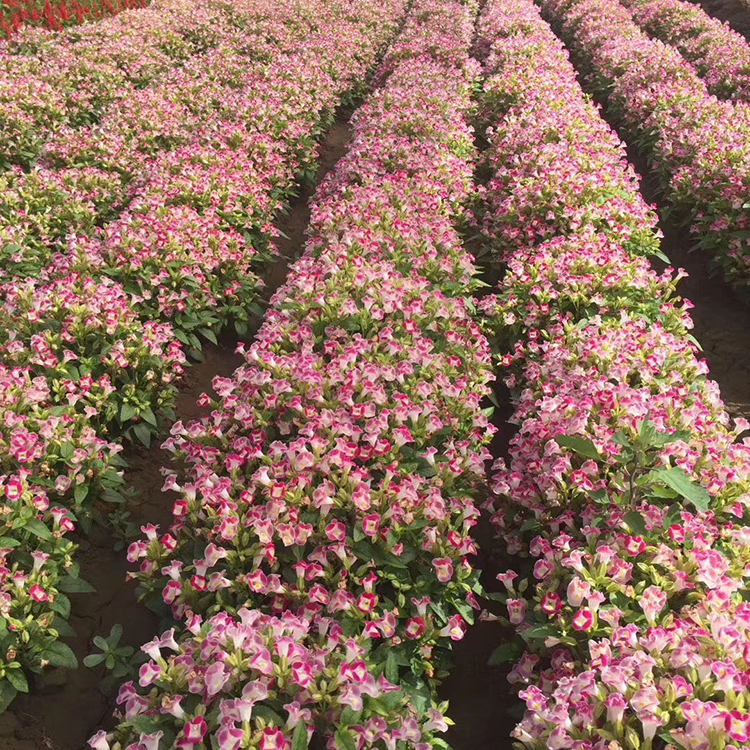 盆栽草花夏堇 量大优惠 夏堇订购