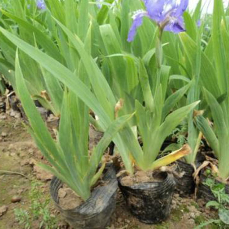 山东鸢尾种植基地 鸢尾 苗圃供应