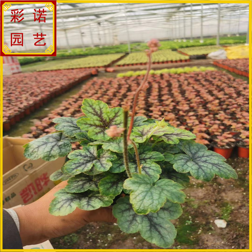 彩叶矾根盆栽 批发彩叶金秋矾根穴盘苗 公园绿化常用植物