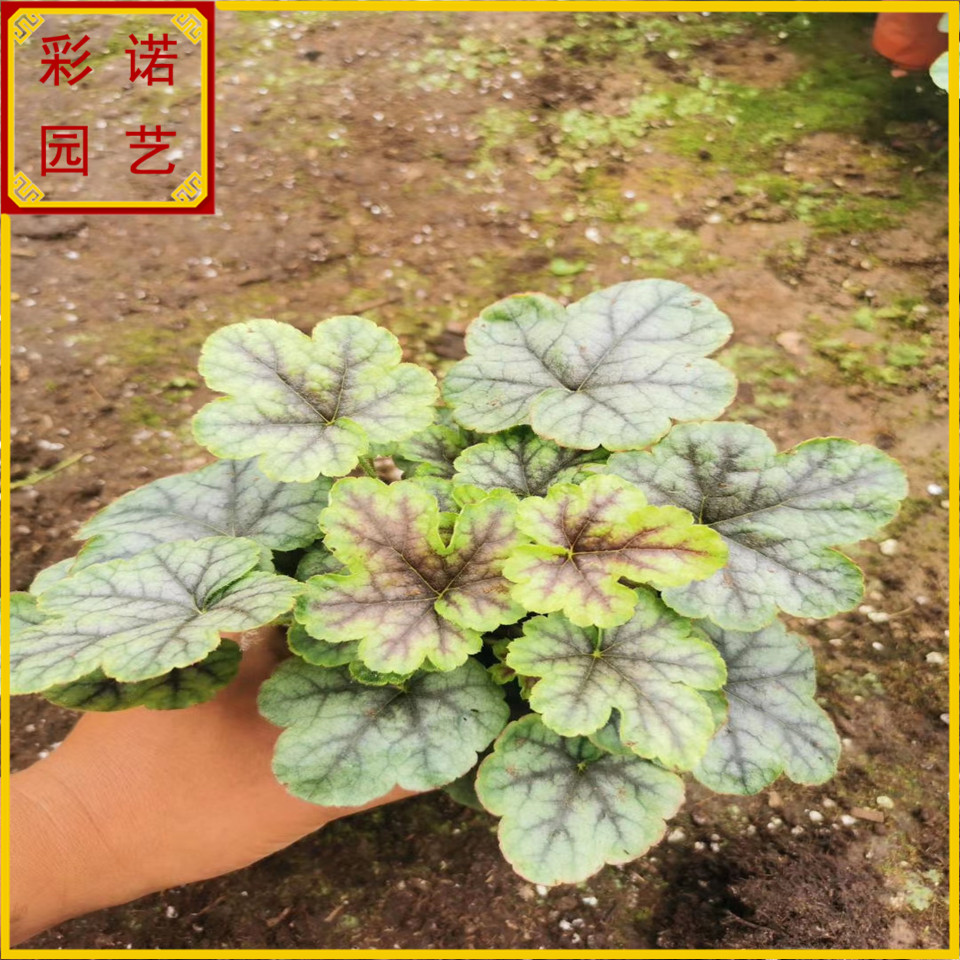 批发红色矾根观叶室内植物 多年生耐寒彩叶矾根盆栽价格 北方货源