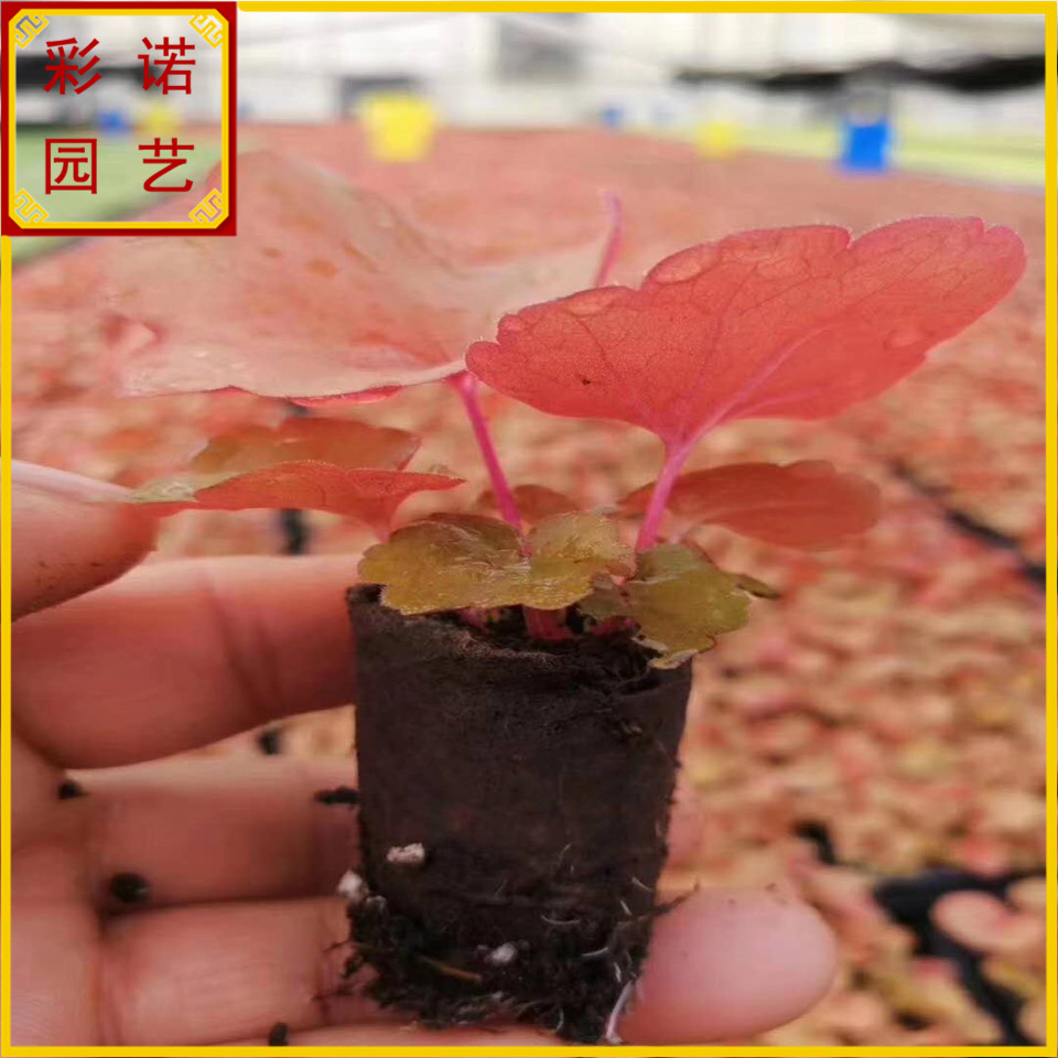 四川基地大量耐荫植物矾根盆栽工程苗 拼色矾根穴盘苗价格