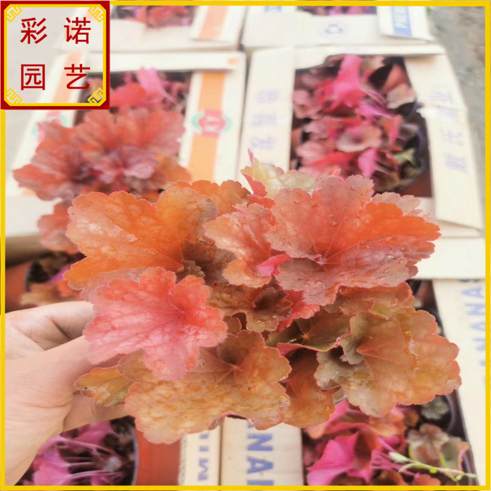 立体绿化用多色矾根绿植价格 耐寒彩叶植物矾根盆栽花卉