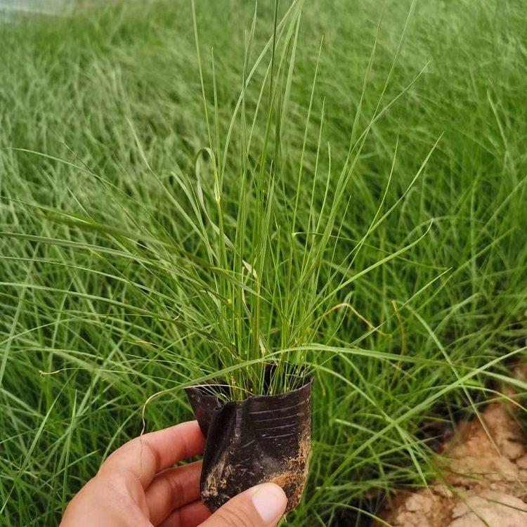乱子草花苗价格 粉黛乱子草苗种植基地 苗圃现货