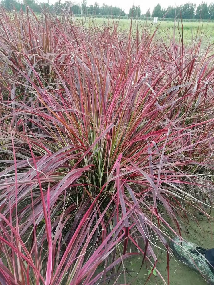 大盆火焰狼尾草价格 观赏植物 火焰狼尾草 