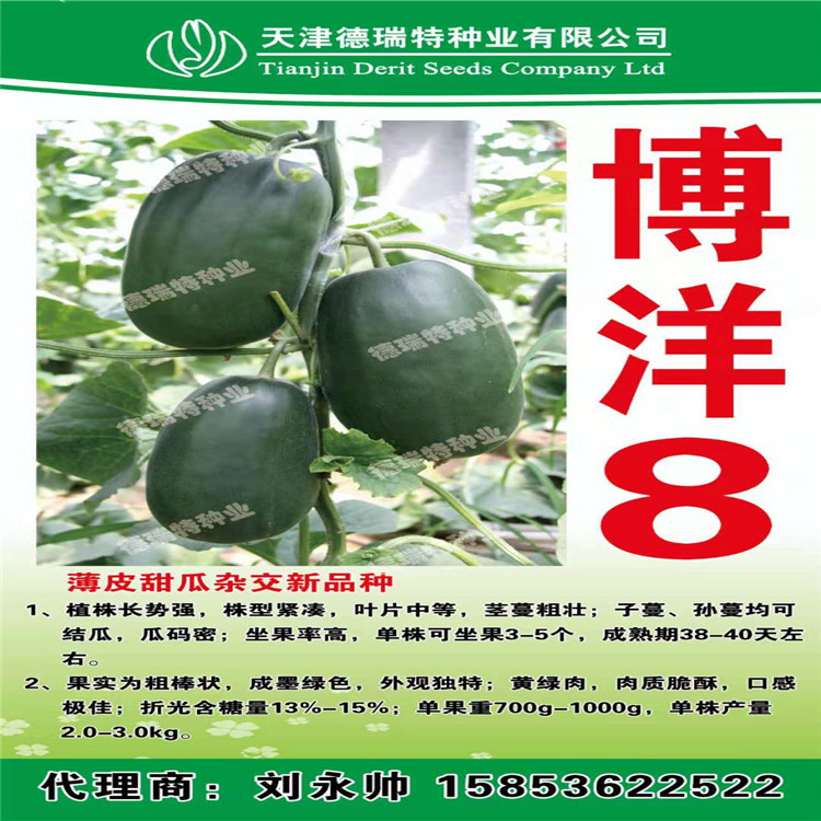 耐寒博洋甜瓜种苗   抗褪绿博洋8甜瓜种苗 硬度高 口感好