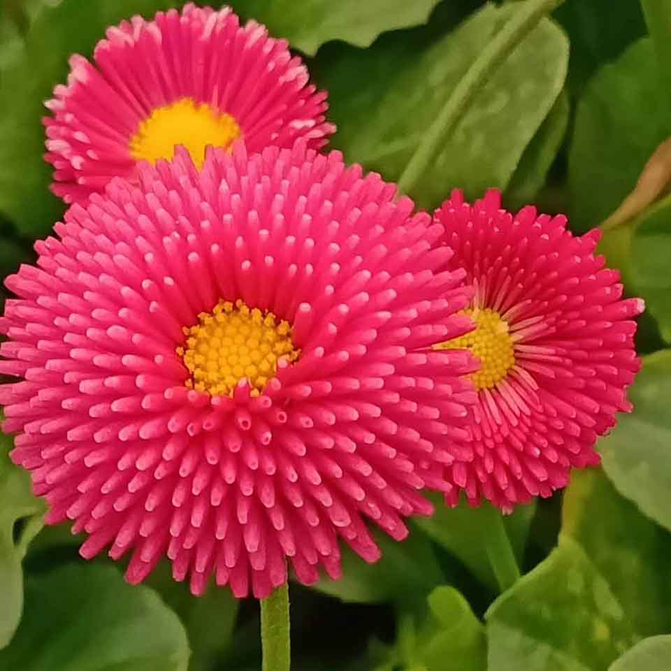 花海用花雏菊  雏菊杯苗  花梗高矮适中
