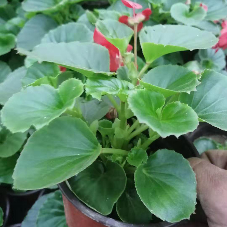 四季海棠种植基地 山东四季秋海棠苗 基地批发