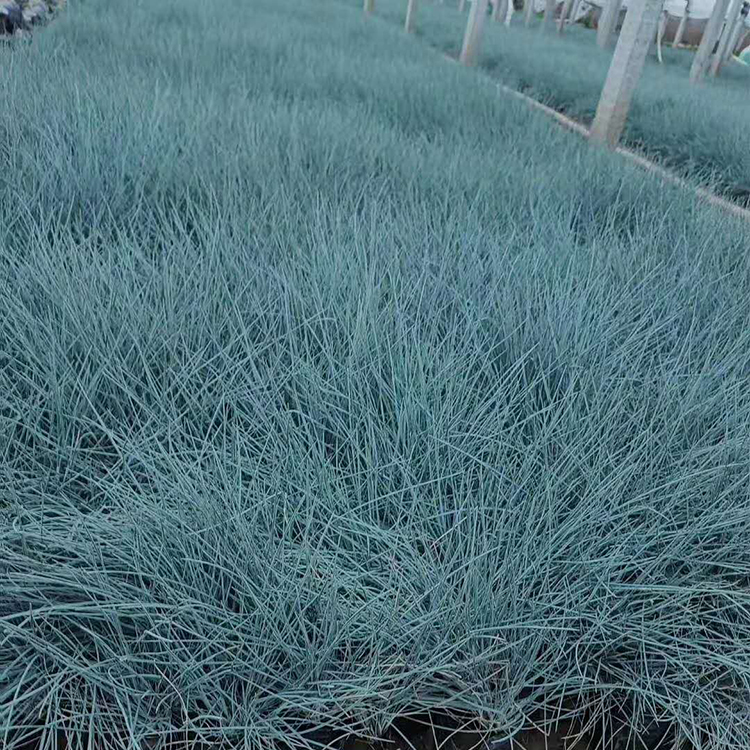 基地直售 蓝羊茅营养杯 蓝羊茅批发