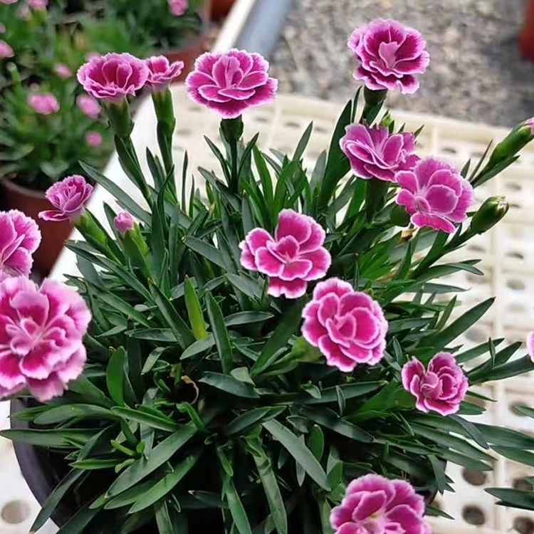 绿化用欧石竹 花农自营 青州雪山欧石竹培育基地