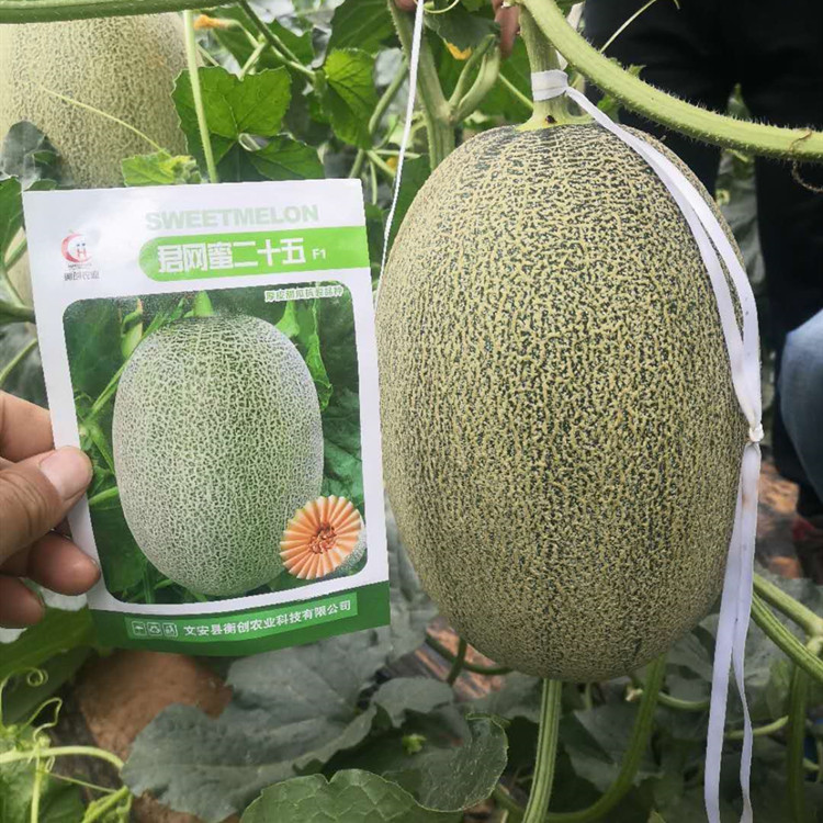 农业种植大果君网密25种苗   耐寒高产甜瓜种苗 抗病性强方便运输