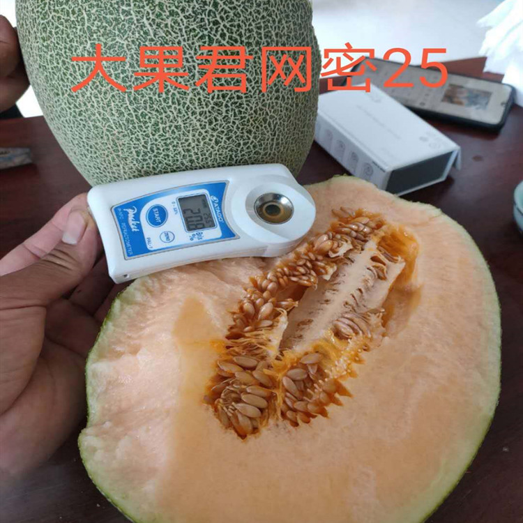  杂交种植哈密瓜种苗  抗病口感好产量高哈密瓜苗子 基地直供