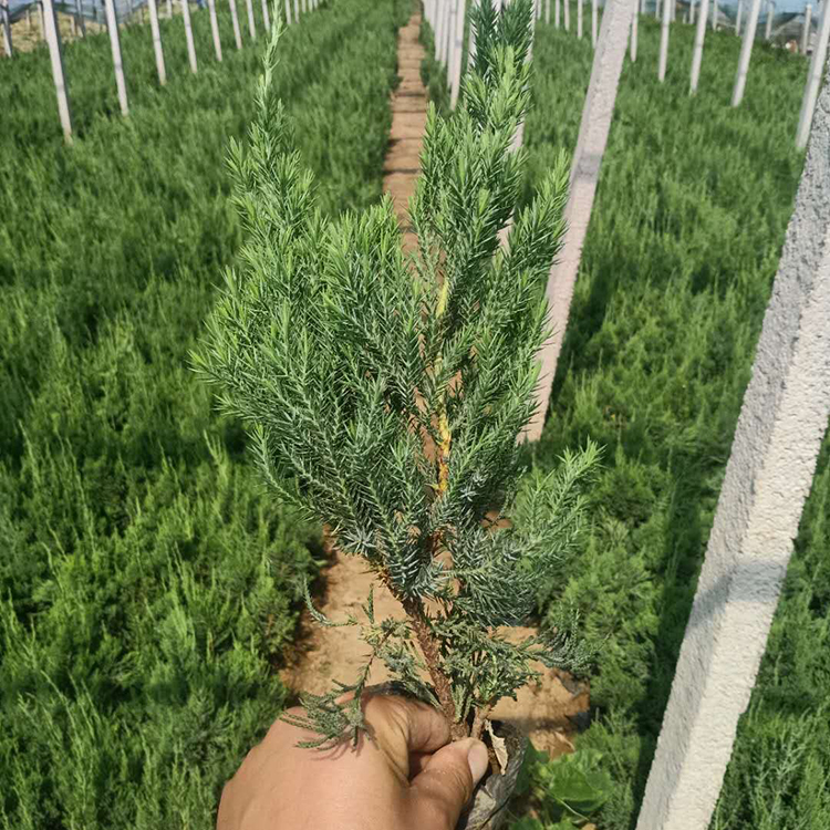 龙柏批发 青州龙柏苗 好苗售卖地