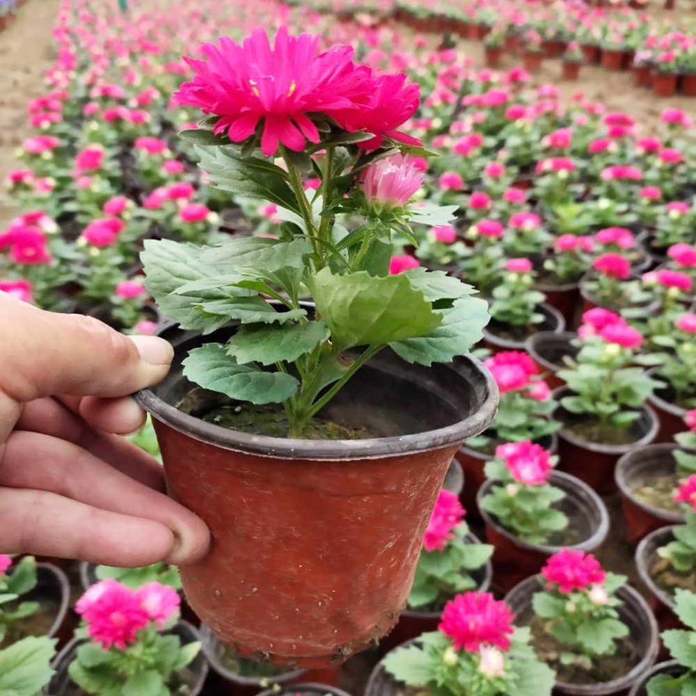 翠菊供货商 量大优惠 青州草花 翠菊种苗