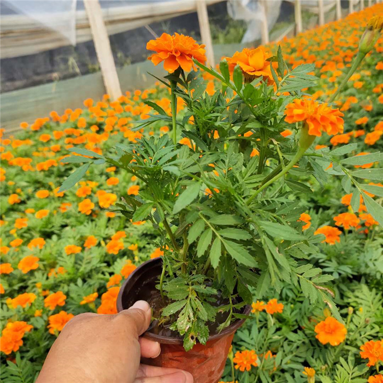 好苗出售 孔雀草花海 孔雀草价格