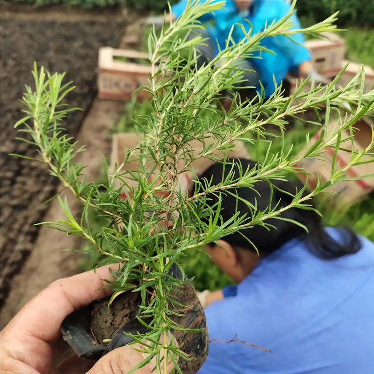 丛生福禄考供应商 观赏用芝樱 顺菊花卉 山东宿根花卉