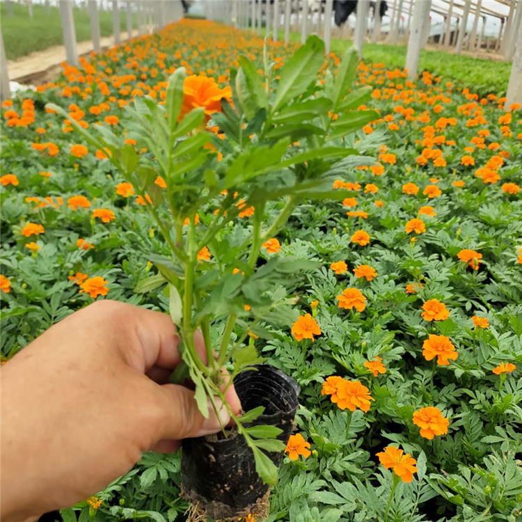 孔雀草 山东草花 孔雀草供应商