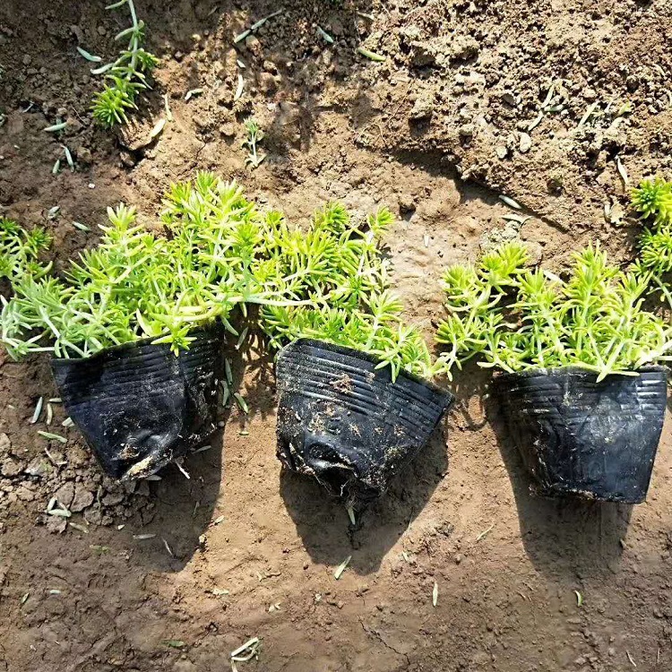 适应能力较强的佛甲草种植 启点花卉基地批发