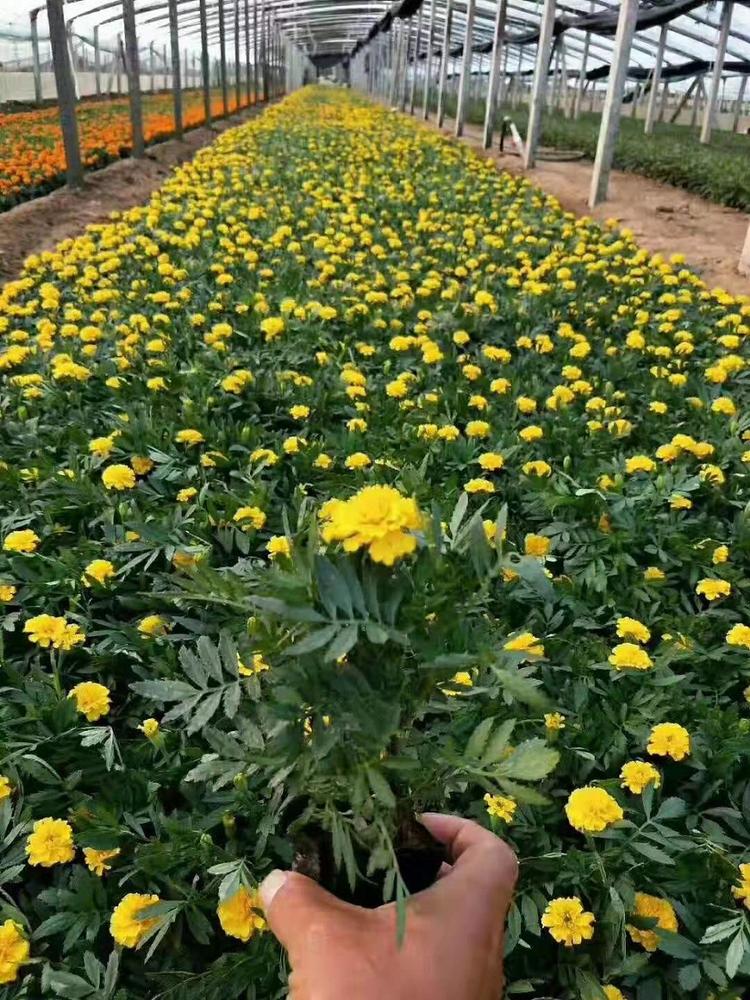 孔雀草小苗种植基地 启点花卉 出售好苗