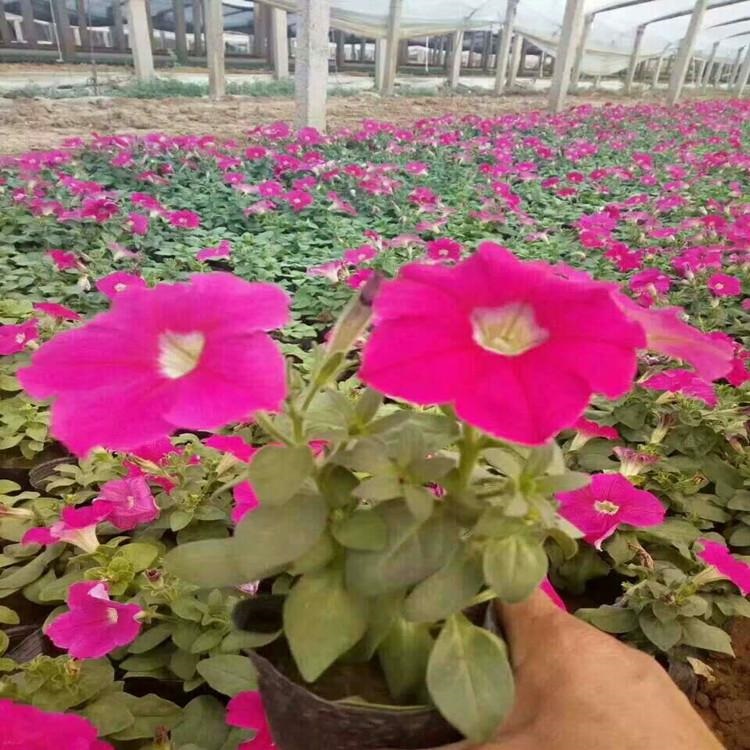 观赏盆栽矮牵牛供应 玫红牵牛 花期长