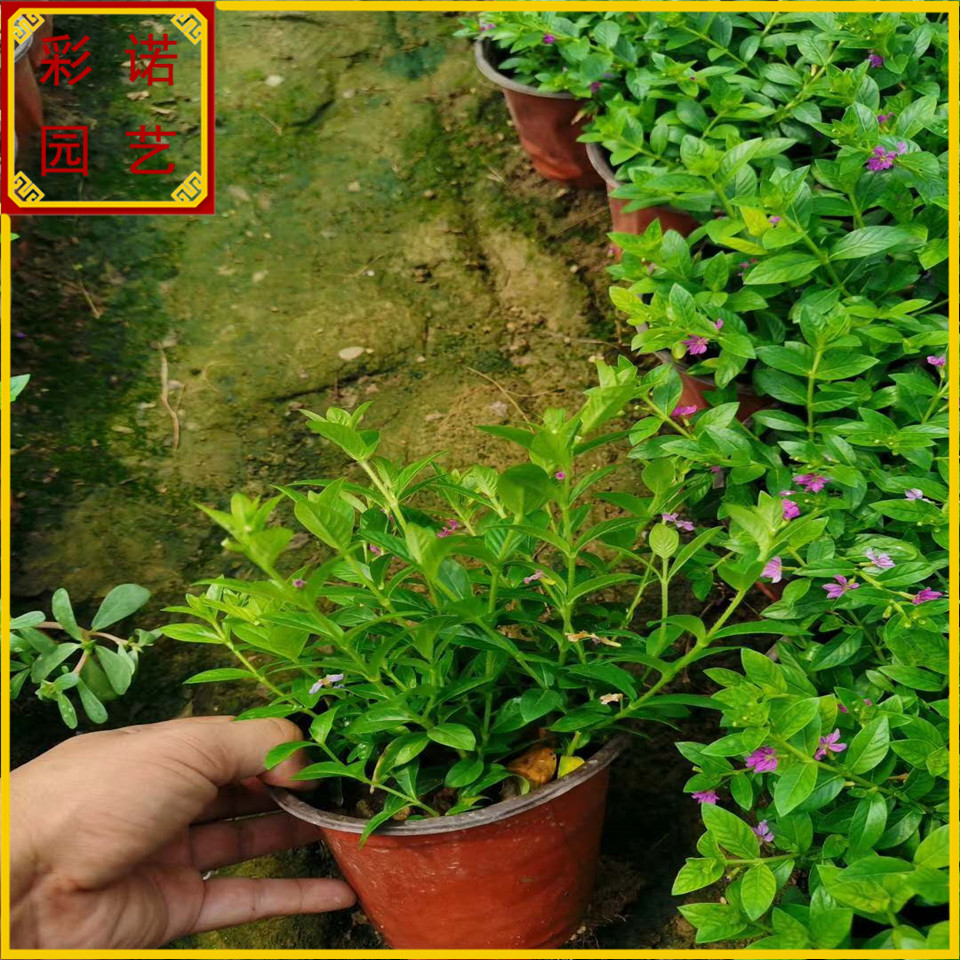 金叶满天星植物容器苗 公园小区绿化用满天星袋苗 北方货源量大从优