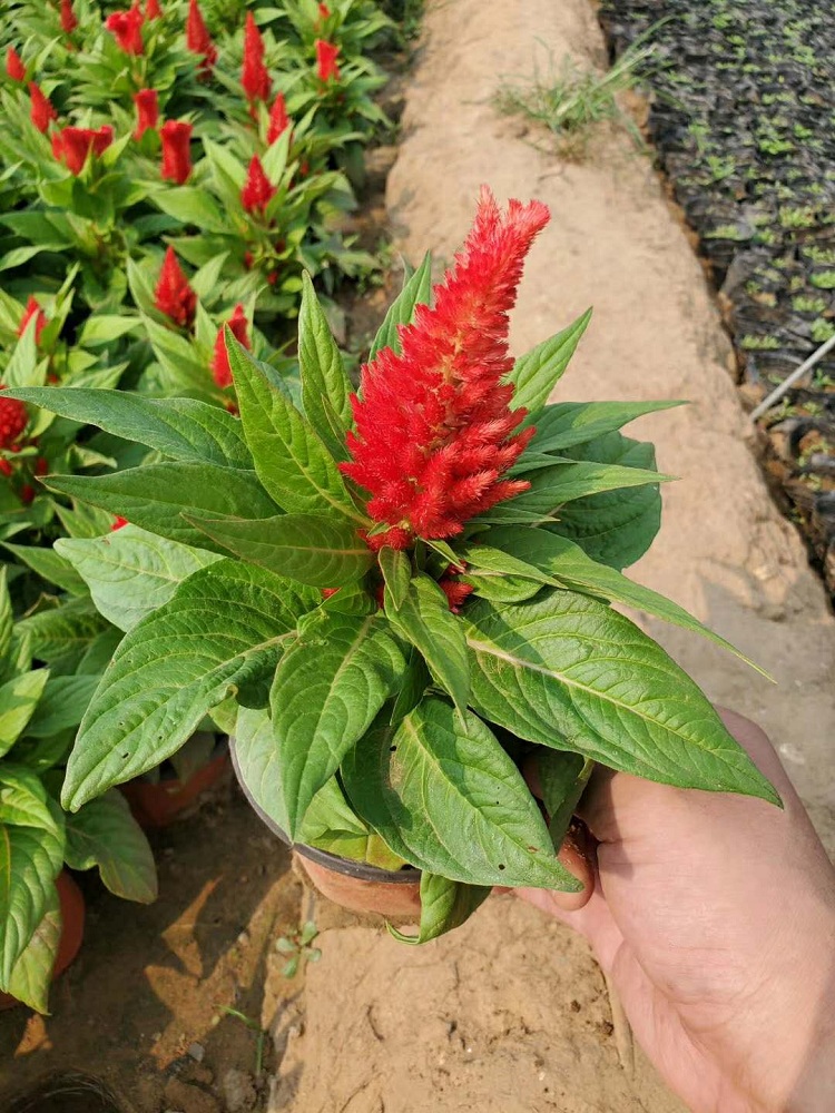 草花基地 组摆用鸡冠花 大盆鸡冠花 鸡冠花杯苗