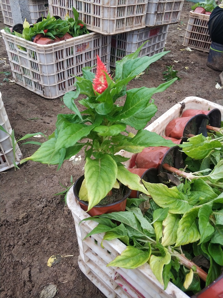 山东草花种植基地 鸡冠花 青州租摆草花厂家 大棵鸡冠花