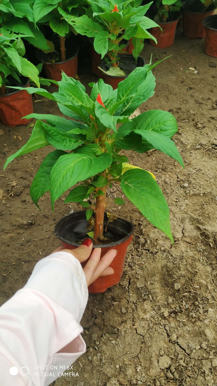 鸡冠花 花坛用鸡冠花 公园用绿叶鸡冠花价格