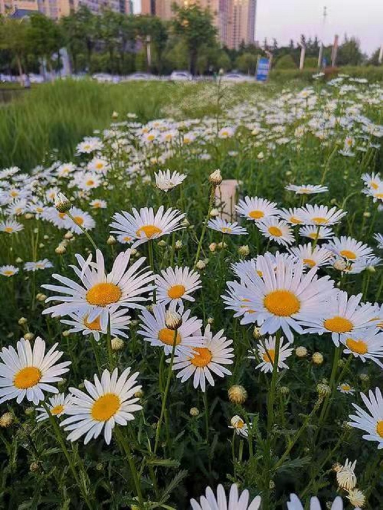 观赏花卉大滨菊 大滨菊价格 大滨菊批发