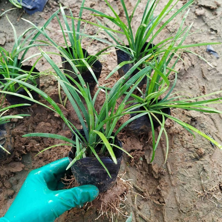 顺和大量供应 绿化用麦冬草 沿阶草杯苗
