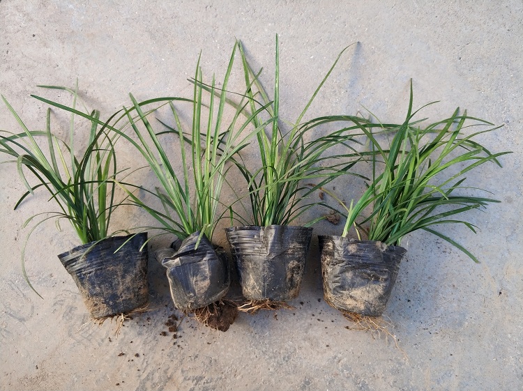 沿阶草 多芽沿阶草 沿阶草种植基地