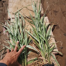 玉带草 多芽玉带草 水生植物 玉带草杯苗
