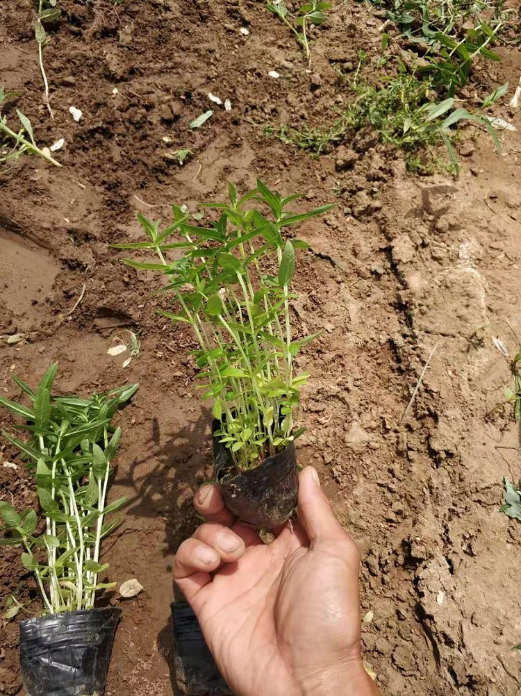 千屈菜 水生植物 千屈菜杯苗 多芽千屈菜